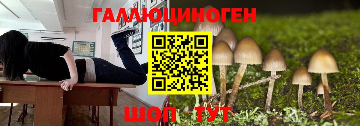 Галлюциногенные грибы Psilocybine cubensis Урюпинск